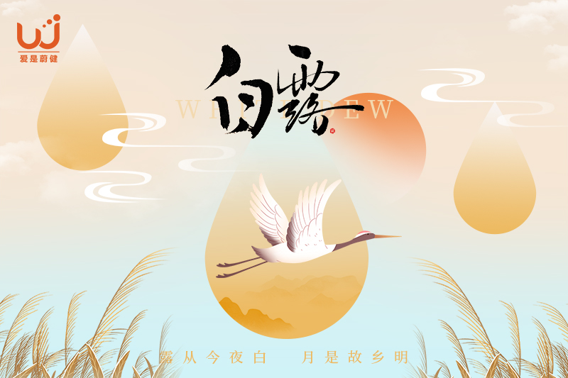 白露：露润梧桐叶，秋柔岁月长