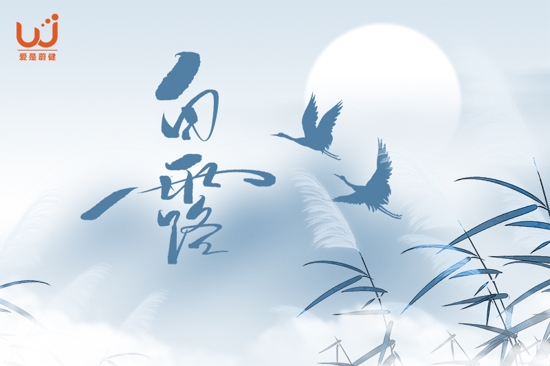 白露2.jpg